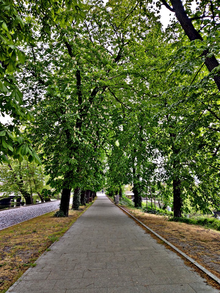 Trees