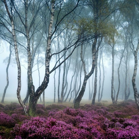 misty contrasts
