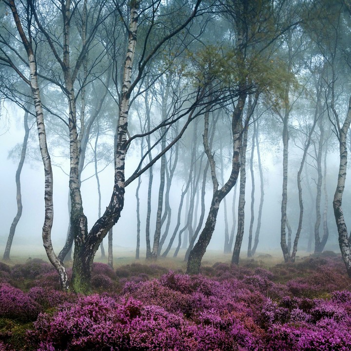 misty contrasts