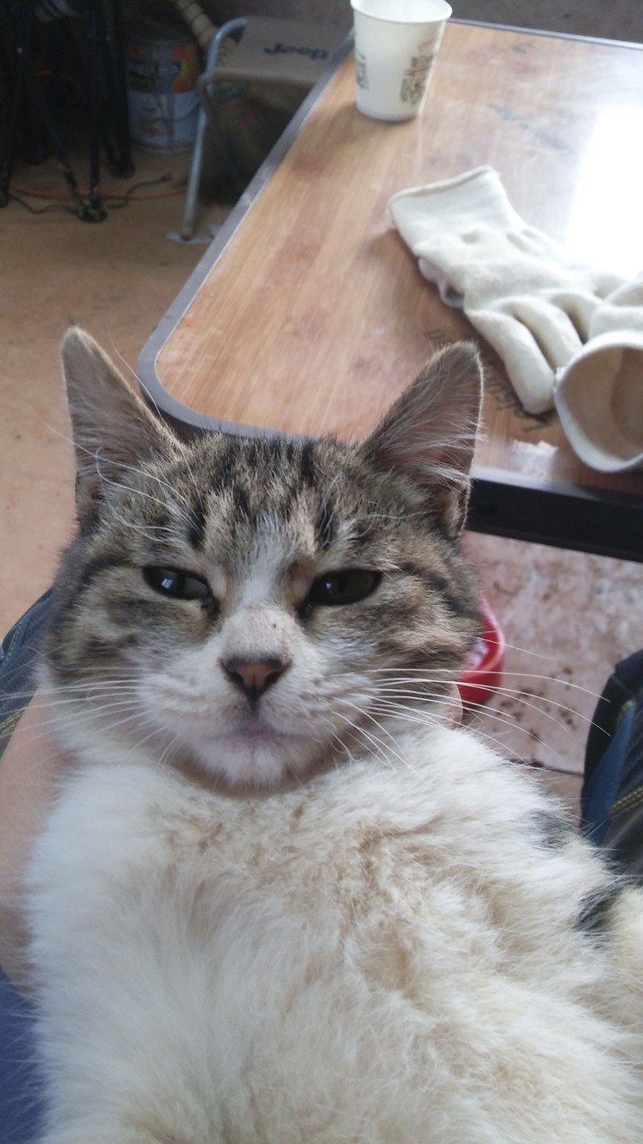 고양이셀카