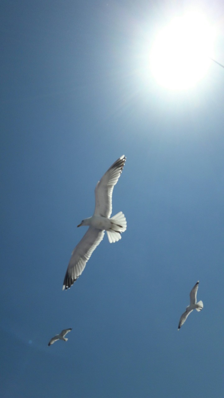 Seagulls