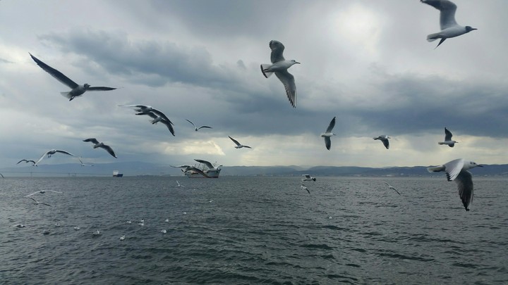 Martılar