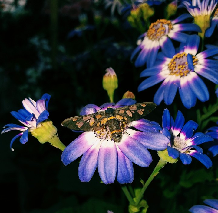 insect in flower