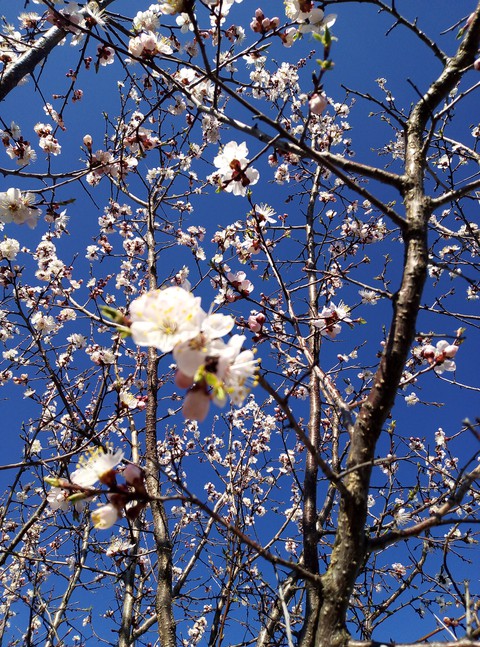 tree, sky duvar kağıtları