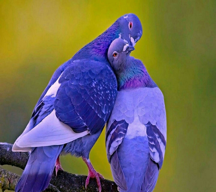 bird