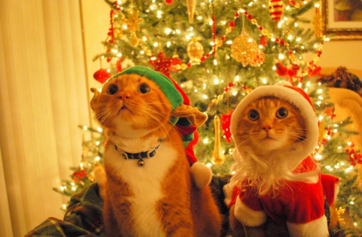 Christmas pets