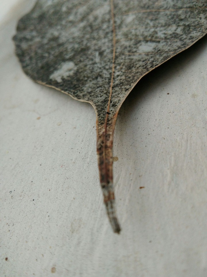leaf