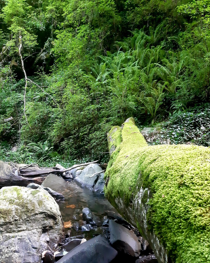forest