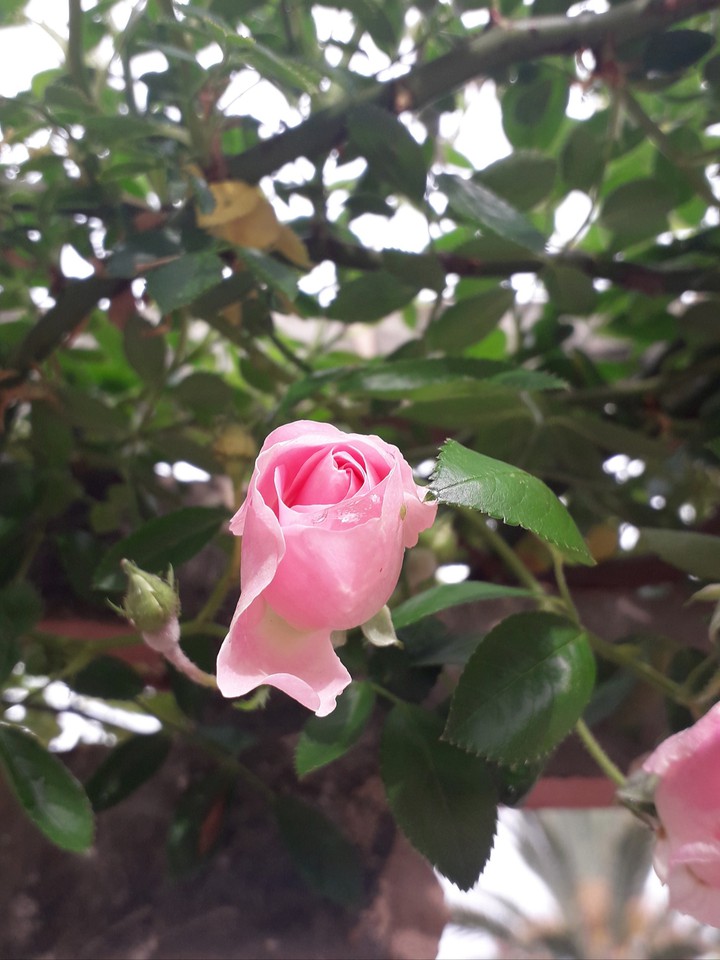 baby rose