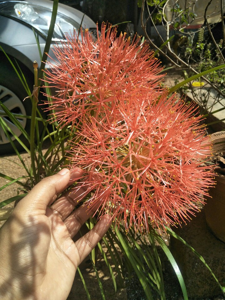 summer flower