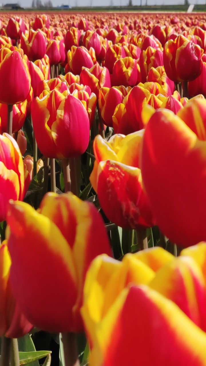 tulips field