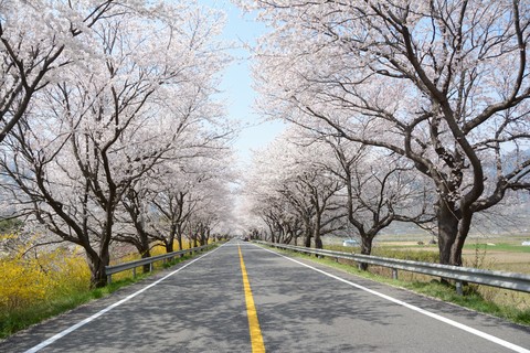 Spring