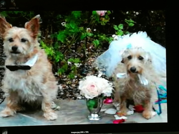 animal marriage celebration