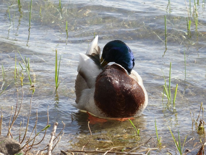 duck