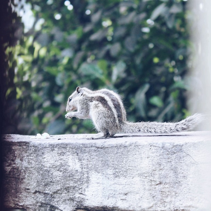 Nibbling Squirrel