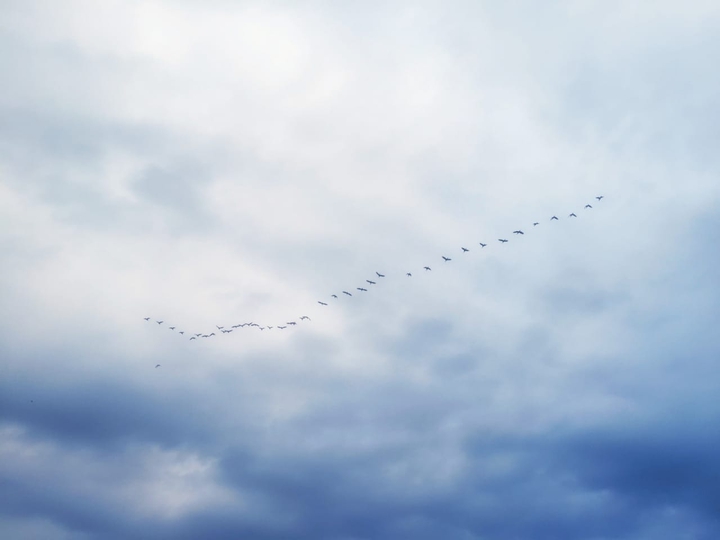 bird flight