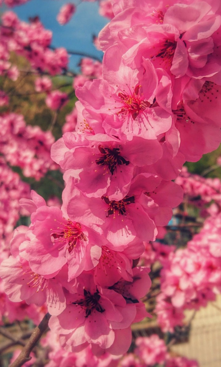Colorful flowers