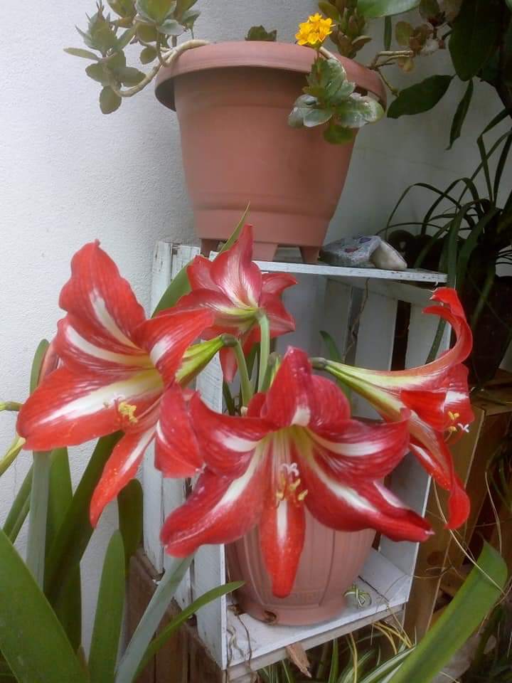 las dolorosas