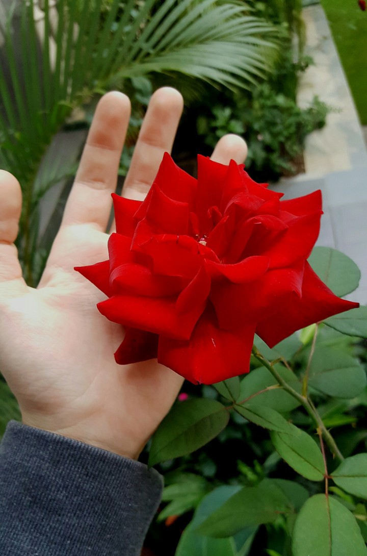 my home roses
