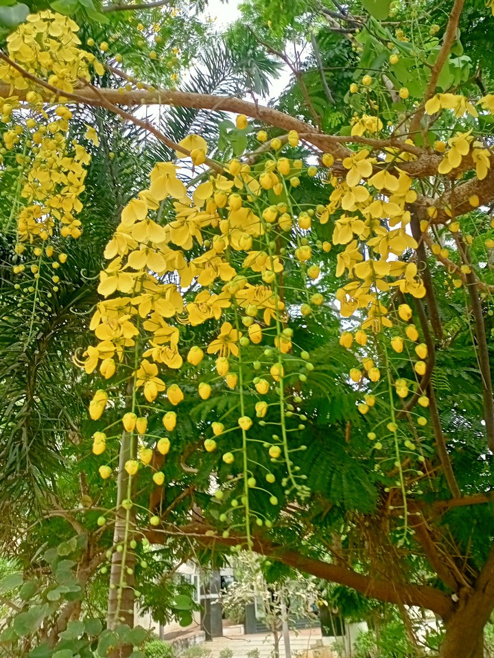 yellow love