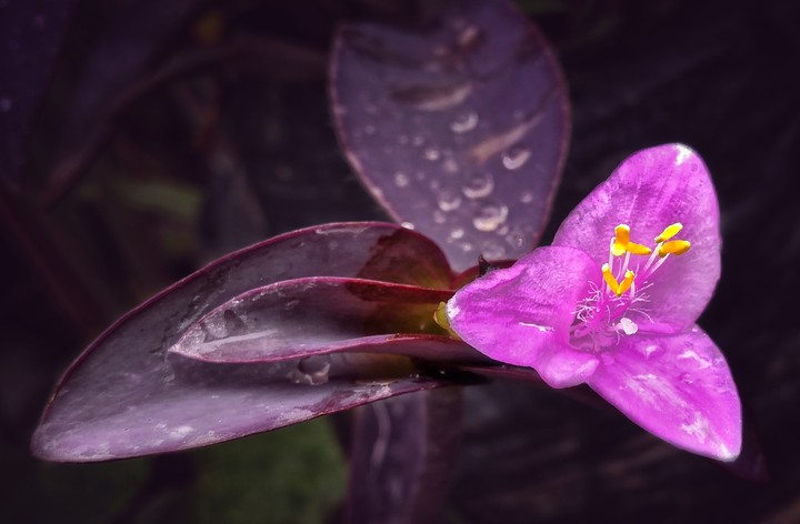 purple heart