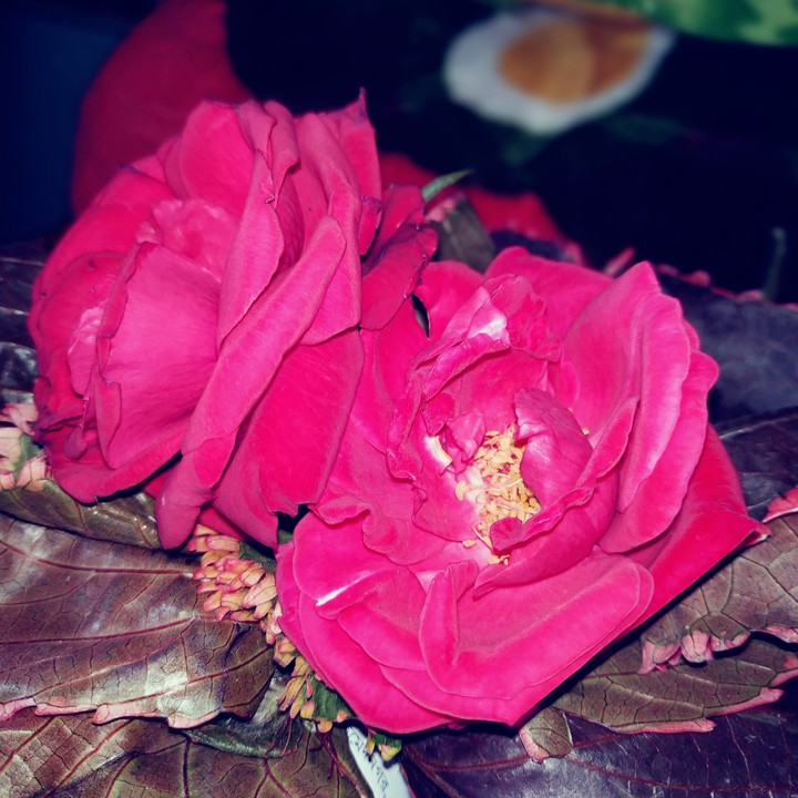 rose