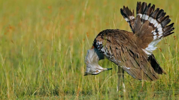 Kori bustard