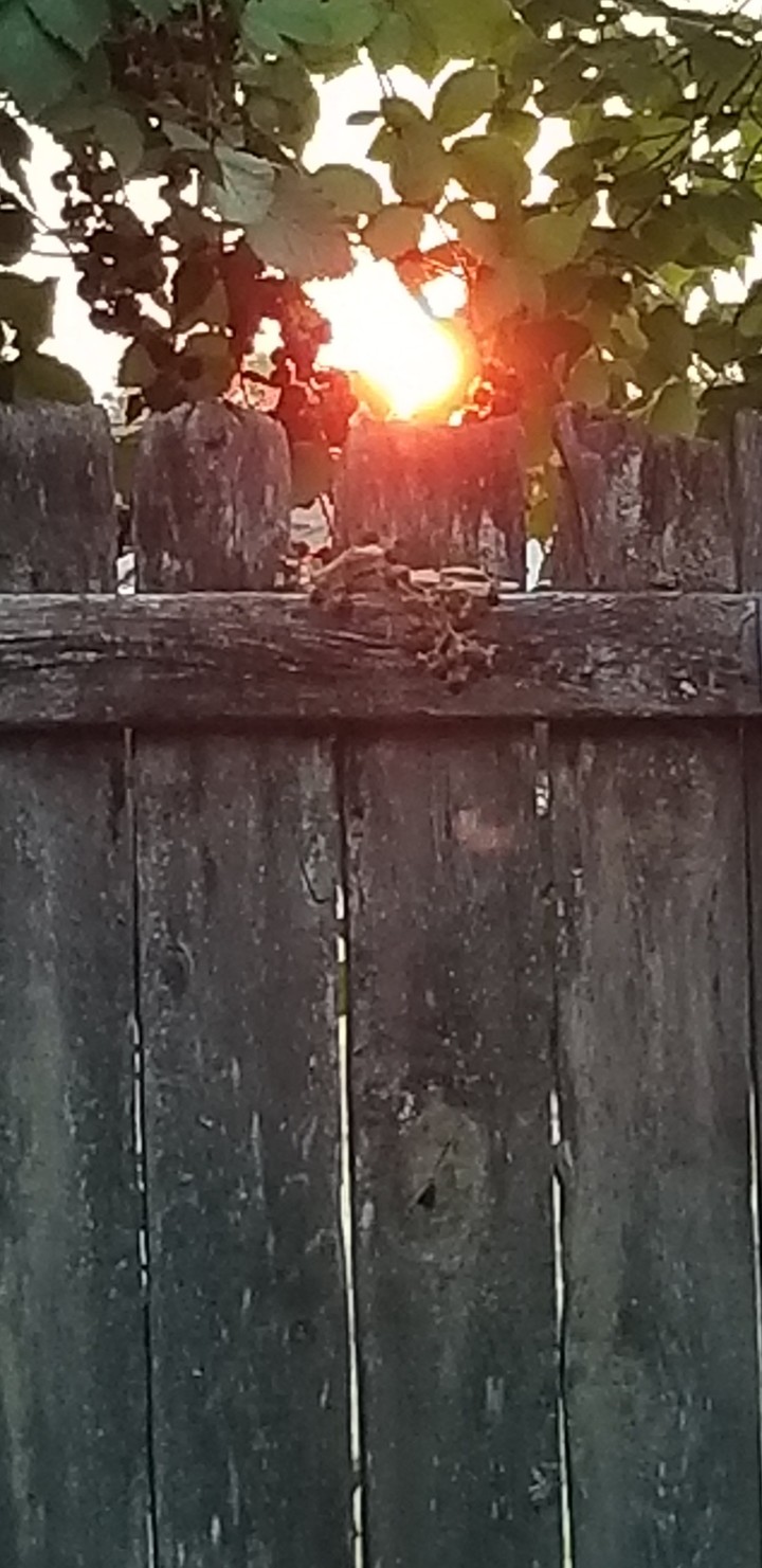 smokey sun
