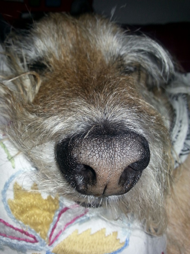 Big nose