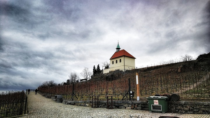 Prague vineyard