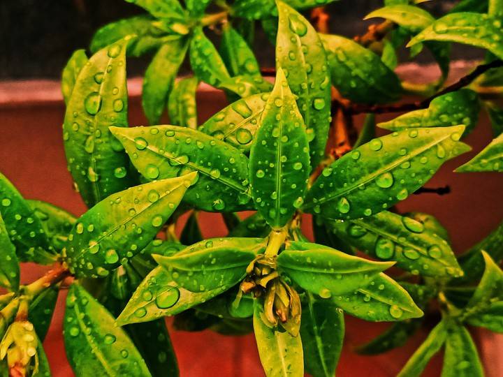 rain soaked leave