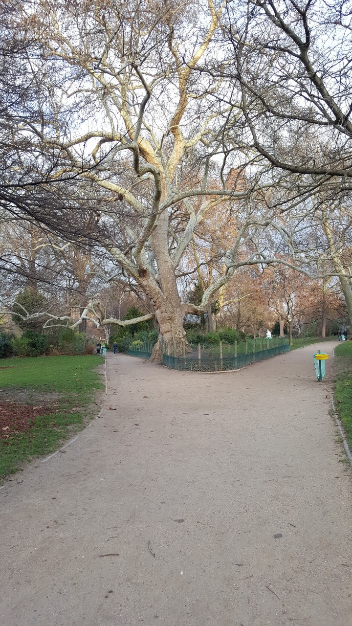 arbre