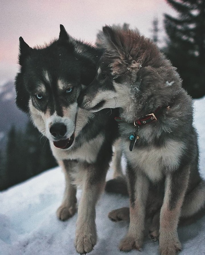 Wolf love