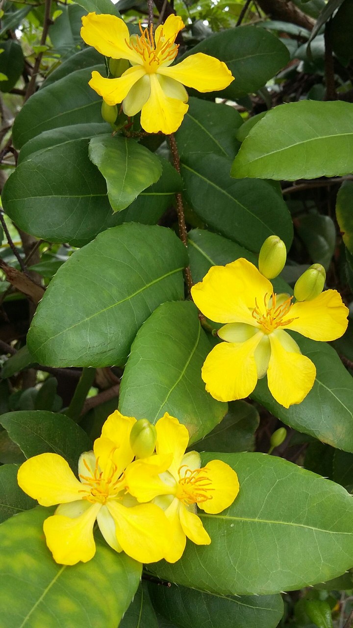 yellow