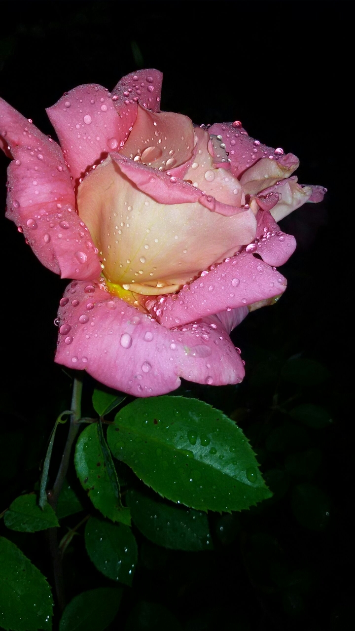 beautiful rose in the twilight