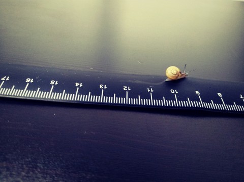 snail in the ruler