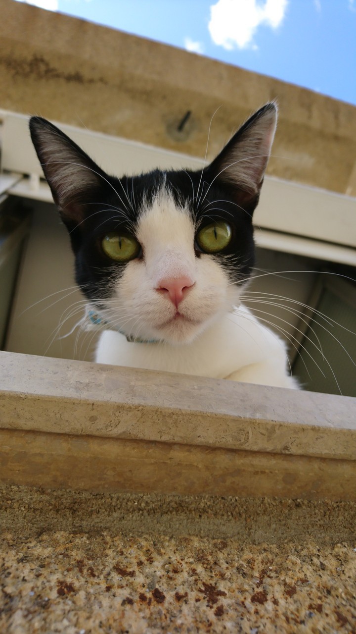 cat