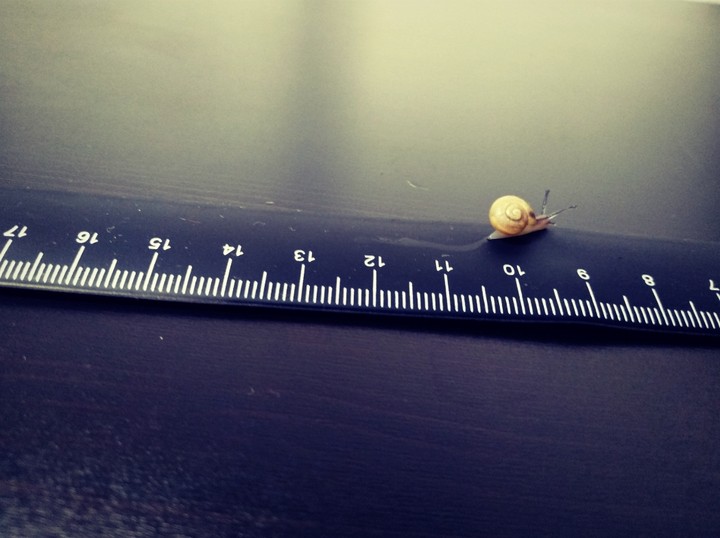 snail in the ruler