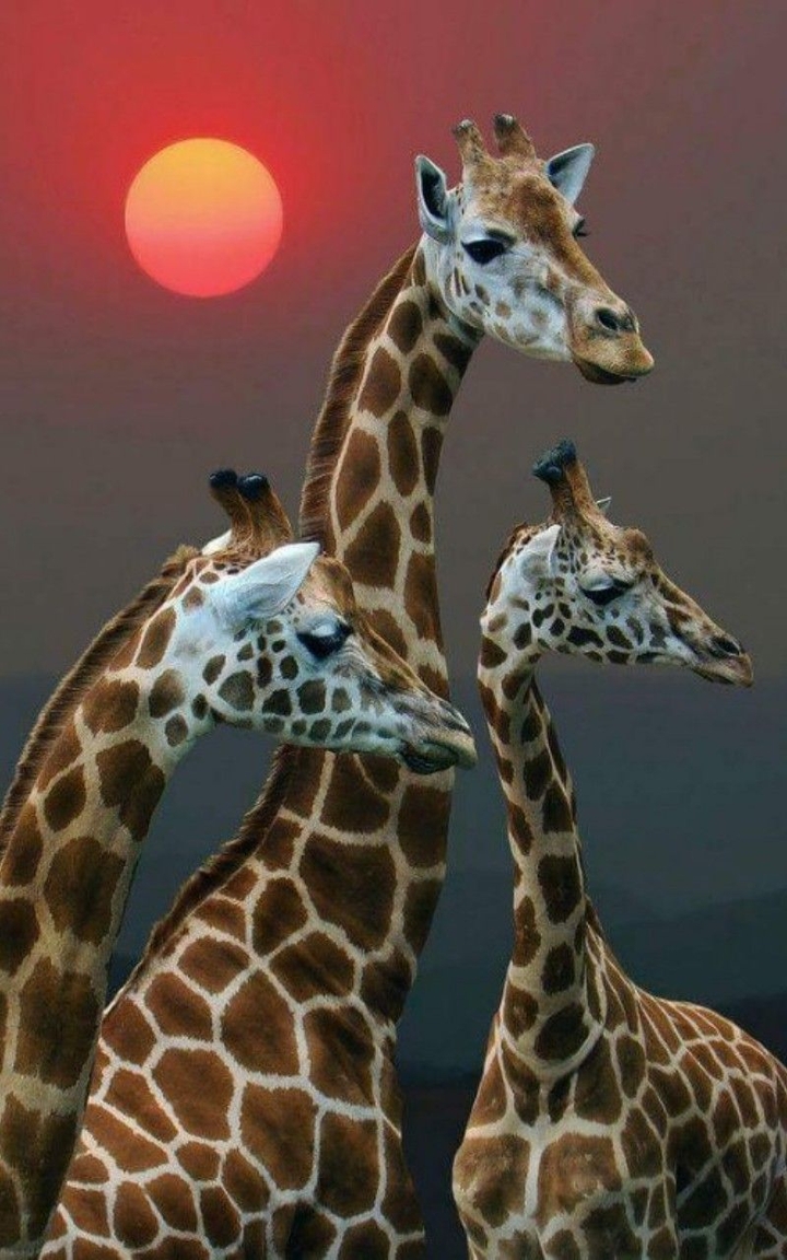 Giraffes