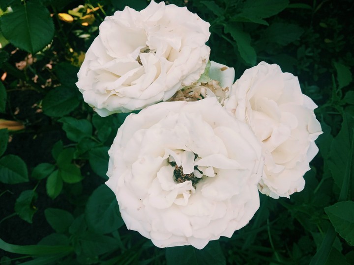 rose