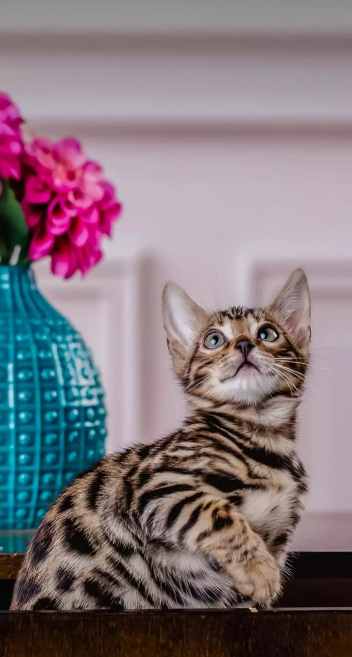 kitty
