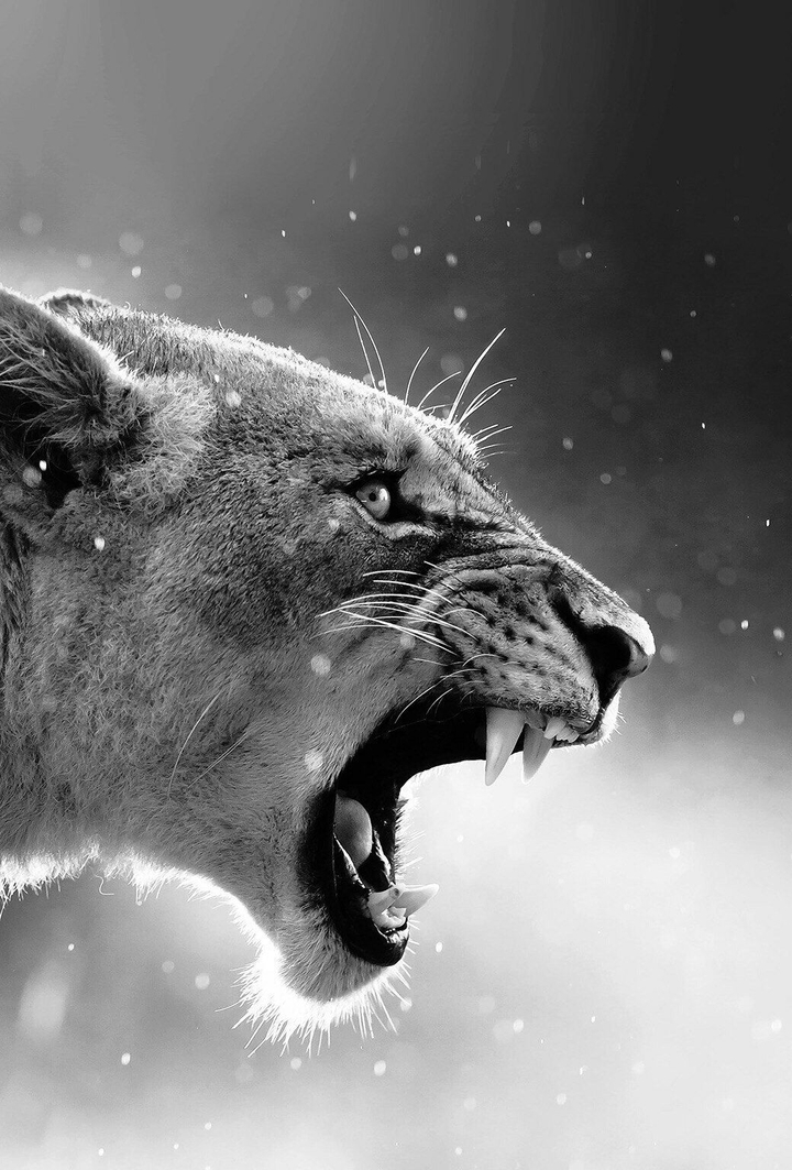 Animal