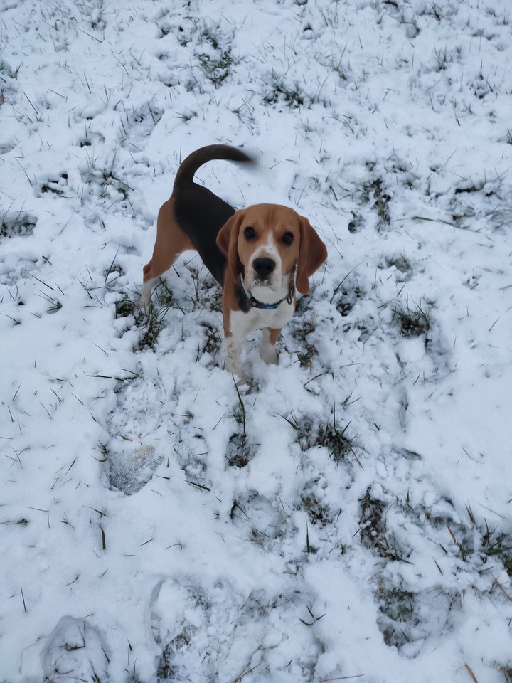 My dog.