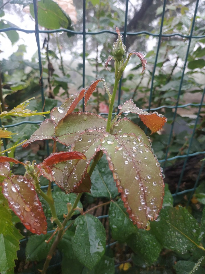 rain