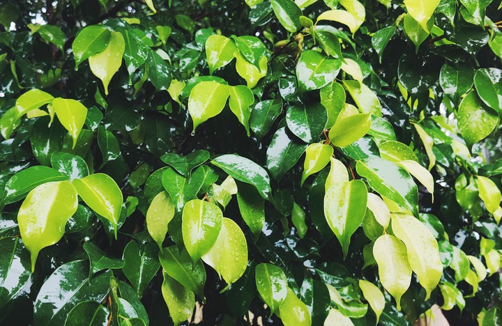 leaves in rainfall