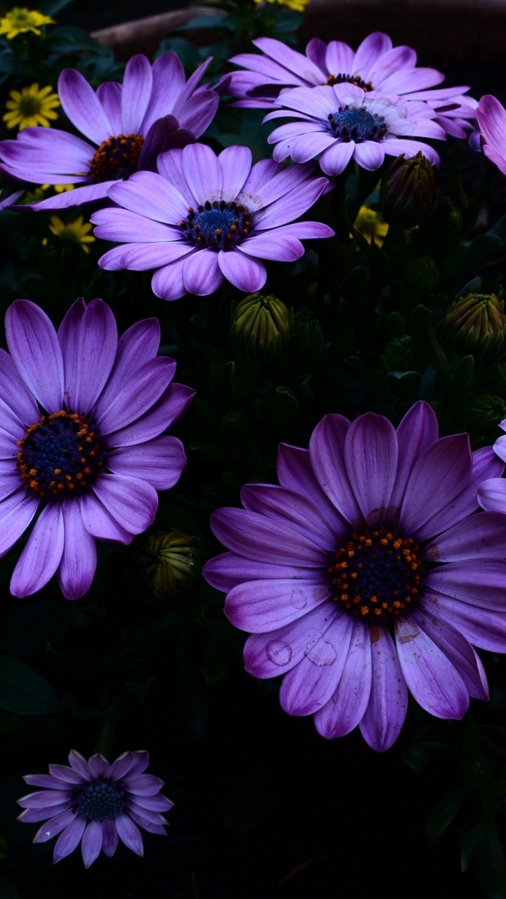 #flowers #beauty #Of #natural