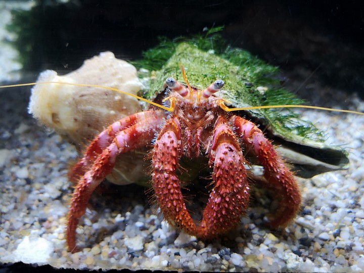 crab