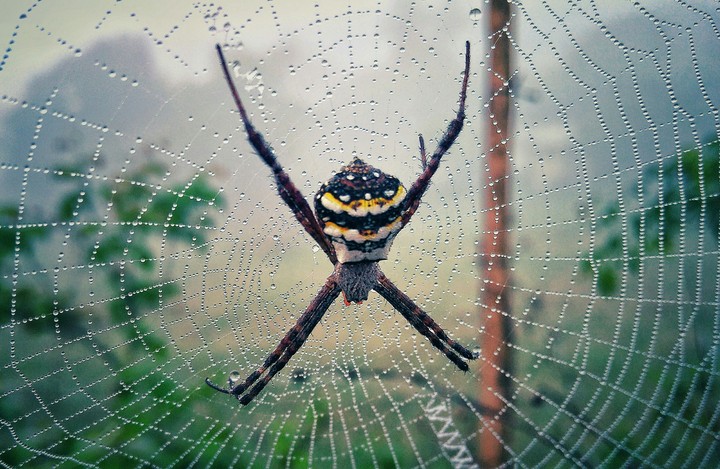 spider net