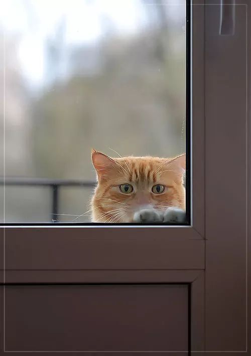 olha o gatinho