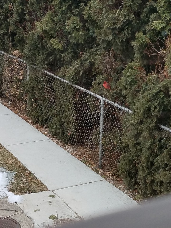 Cardinal